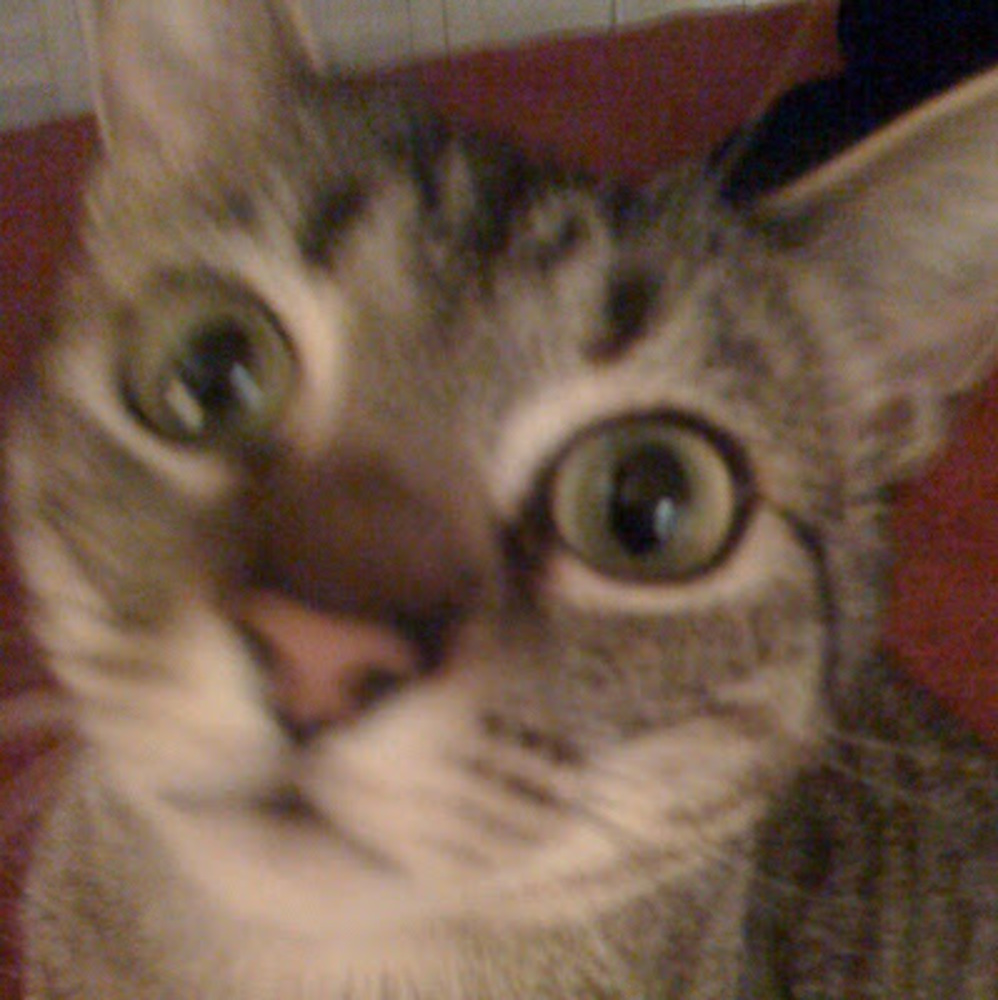 Meet your Posher, Juliet